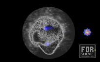 scan of composite clfm nuke