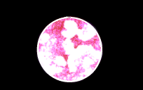 Fission Star