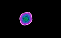 strange amoeba
