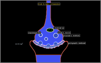 realistic synapse