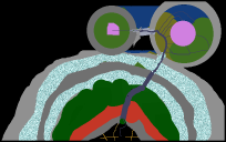 Nuklear bomb nuke cow