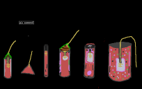 Blake's realistic collection 1