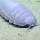 AlternateIsopod