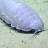 AlternateIsopod