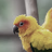 Bird_dev