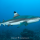 BlackTipReefShark