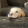 Breadstick
