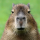 Capybaraboy123