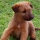 DogyNL