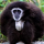 Gibbon