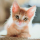 Kitten_Gaming