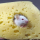 MC_cheese
