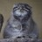 Manul