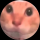 Mrgoodcat