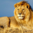 Regal_Lion
