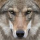 Thewolf5