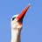 WhiteStork