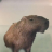 YourLocalCapybara