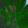 alexandertreesap