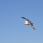 birdie