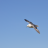 birdie