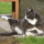 cat_gamer3