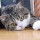 cathfial