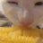 chip