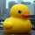coladuck