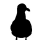 divingseagull