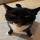 goobie_snoobert