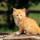 i_likecatsbutdogs2