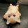 koishi_leo